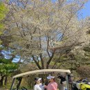 보성컨트리클럽 | [공지] 전남 보성CC 벚꽃 라운딩 맛집⛳ 위치·클럽하우스·골프텔까지 완벽한 클래식 골프장 추천