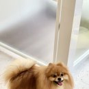 마릴린펫 이미지