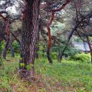 진주 상대동 고분군 이미지