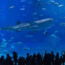 청정수풀 이미지