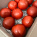 [굿뜨래몰 후기] 영파머스 GAP 완숙토마토 2kg, 진짜 신선하고 탐스러운 완숙토마토 후기! 🍅