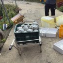 성도 농장 | 배농장 방문 후기 / 농장직배 구매 후기🍐 (대전 근교 나들이)농장에서 바로 산 신선한 배