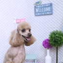 큐티펫살롱 이미지