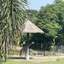 말레이시아 사파리 <얼룩말 잭> | 발리 2주 살기 아이와 꼭 가야할 마라리버 사파리 롯지 숙박 후기