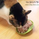 찹찹 펫푸드 이미지