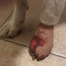 백두 동물병원 이미지