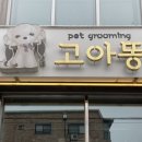 고아똥 펫그루밍 이미지