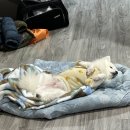 가평가보자독채애견풀빌라수영장 이미지