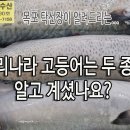 우리 나라 고등어는 두 종류 입니다. 일반 고등어, 망치고등어 입니다. 이미지