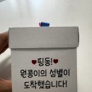 최소유희 | 몰아쓰는 임신일기5 - 띵동박스 젠더리빌 / 일상유희 초음파 다이어리 후기