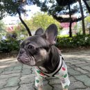 달링하이 강아지분양 창원점 이미지