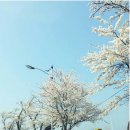 따스한봄날 이미지