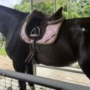 멜버른 승마 | 승마 기승능력인증제 연습과 퀴다모 속보부터 삐루엣까지