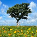 신화역사공원입구1 1 | 제주도 9월 서귀포 갈만한곳 제주 꽃 구경 신화월드 코스모스