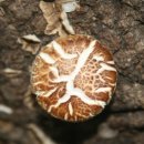 인암농원 이미지