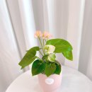 사림동133 이미지