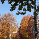 단풍나무정육점 | #2 [오비히로 여행]_오비히로 길거리의 단풍과 롯카테이 본점 한정 디저트