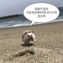 새람 이미지