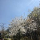 에이스타운아파트경로당 | 벚꽃 맛집, 용인 동백 실버타운 아파트_ 스프링카운티자이 단지 조경 둘러보기