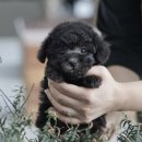 빙글독 | 입북동강아지무료분양 실버푸들 규동