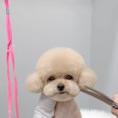 샵봄애견샵 이미지