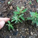 도송리병풍마을 이미지