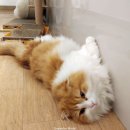 붕어앤호두커피 네이버블로그