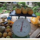 대실농장 이미지