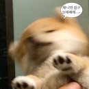 정家네