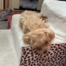 벨라씨모 이미지