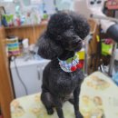 폼나개이뿌개 이미지