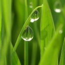 아침이슬 이미지