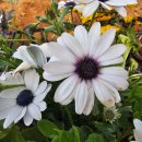 큰돌농장 이미지