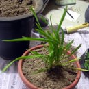 민들래민박 이미지