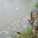 삼밭골천 이미지