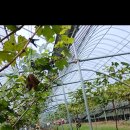 육일농장 이미지