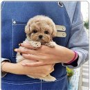 퍼피로그 강아지분양 창원점 이미지