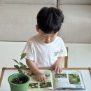 초록별가;나 | 블루래빗 생생자연관찰로 소나무와 참나무 꽃 자세히 관찰하기