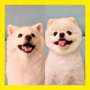 얼렁오시개 | 안산 백운동 애견카페, 유치원, 호텔까지 다 하는 얼렁오시개 방문 후기