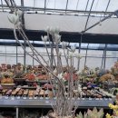 흙사랑 다육식물농원 이미지