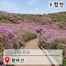 합천관광휴게소 | 합천 황매산철쭉축제 2026 실시간 개화시기 등산코스 주차장 셔틀