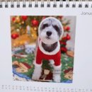 열두달펫 이미지