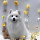 왈왈애견미용샵 | 꼼꼼한 손길에 감동! 판교애견미용샵 플러스하트 방문 후기