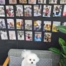 언니네 펫 네이버블로그