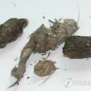 복암 이미지