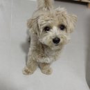 황언니 펫살롱 이미지