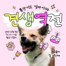 도그와트 | 인도적인 교육을 지향하는 수원 도그와트 강아지 유치원