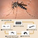 모기는 왜 나만 물까?…모기 잘 물리는 사람 따로 있다 이미지