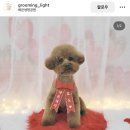 그루밍_light 이미지