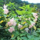 곡성-215 이미지